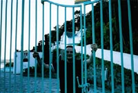 A Prisoner